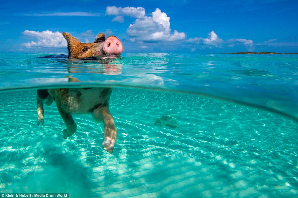 Bahamas water pigs