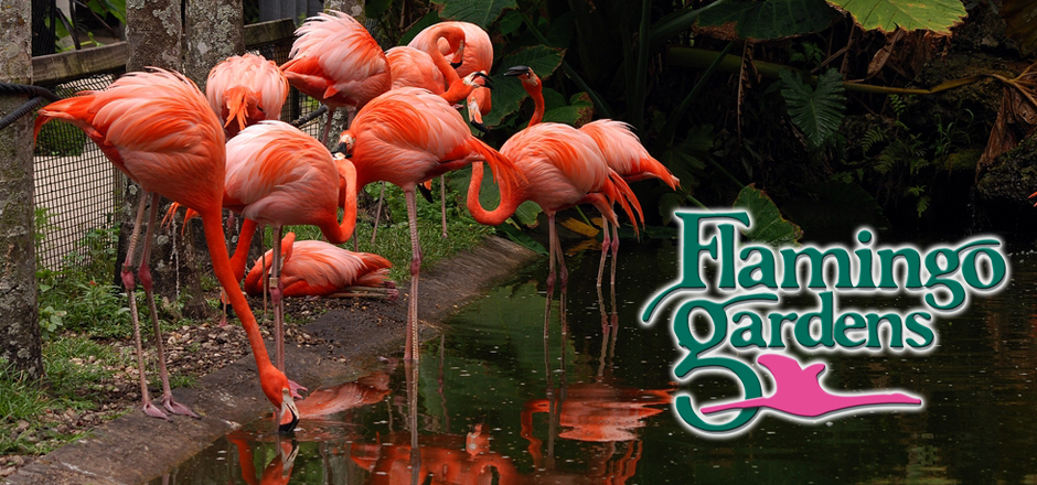 Flamingo Garden fort lauderdale